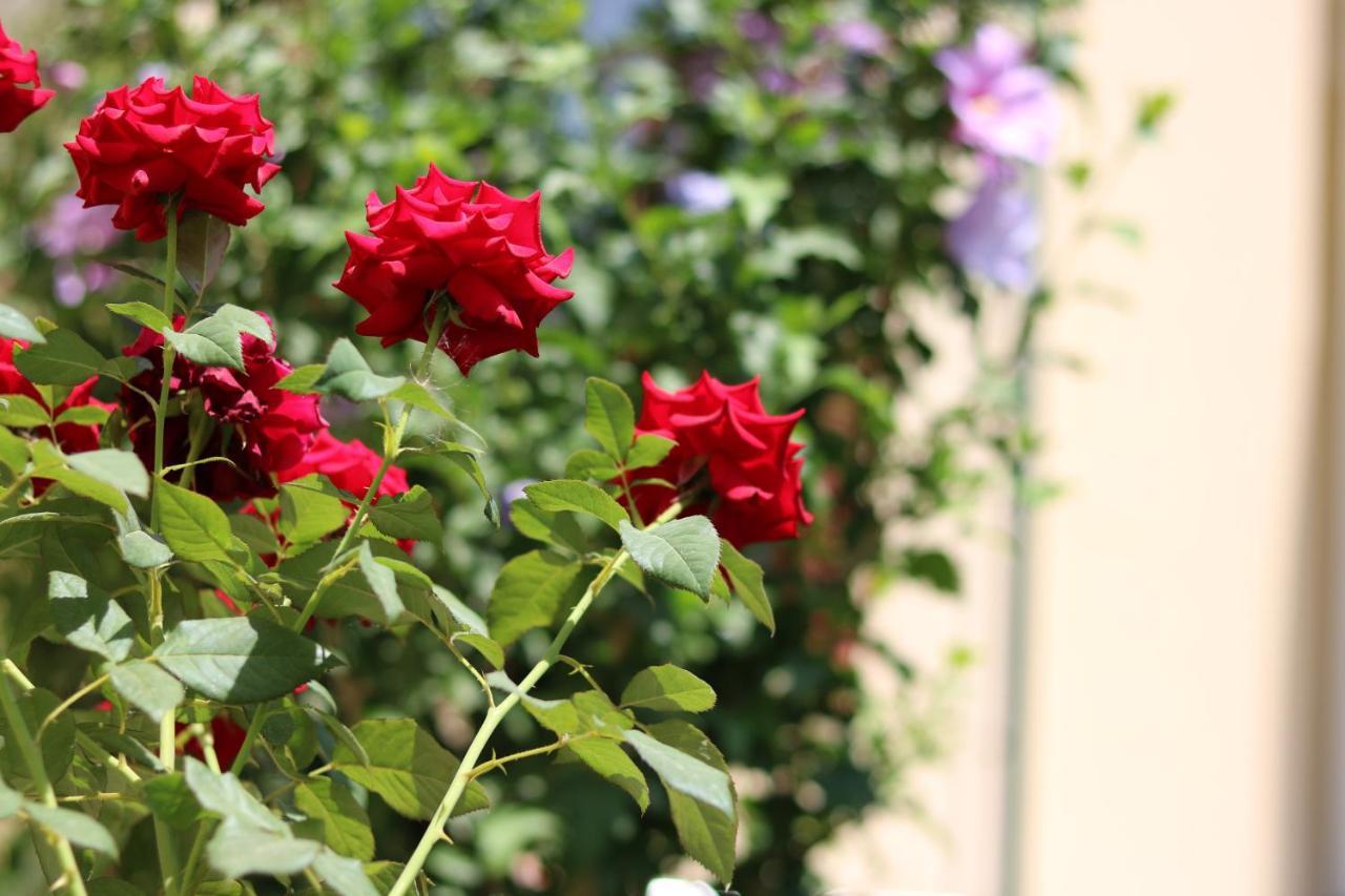 טשקנט Chinor Garden Hotel - Free Airport Pick-Up And Drop-Off מראה חיצוני תמונה